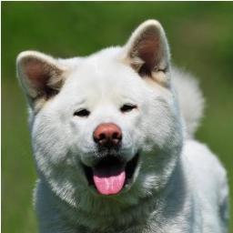 Enjoy the little things in life, for one day you may look back and realize they were the big things - 
Akita of Independent Inu´s