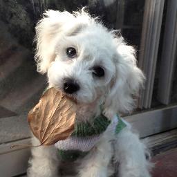 LucyTheCockapoo's profile picture. 