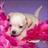 marina grosso's Twitter (X) avatar
