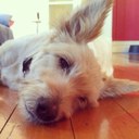 Mike Shepperd - @mikeshepperd - Twitter