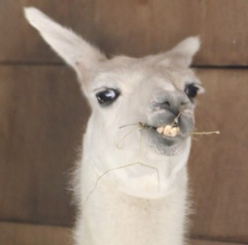 OlaKase2013's profile picture. OLA K ASE como forma de vida