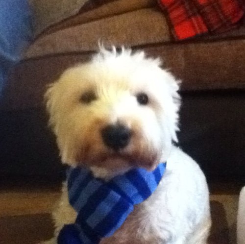 Sport watching nut, Freemason, dad to @tobiasthewestie . AVFC, St Helens, Notts CCC.