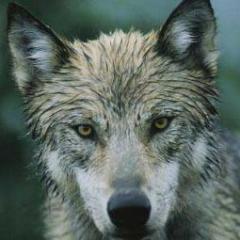 fenatx's profile picture. human. music. and so it goes.