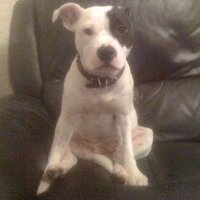 Catharine Clowery (@dustycat01) 's Twitter Profile