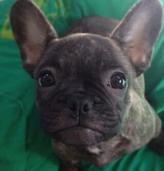 mrgremlinyall's profile picture. Hi y'all. I'm owned by Taylor York. Daddy's Billiam, aunt's Gremlin. I love them all of my little heat.