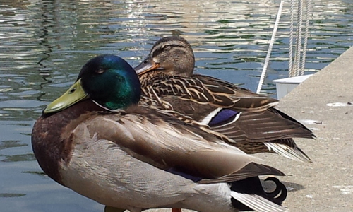 huntsducks5's profile picture. 