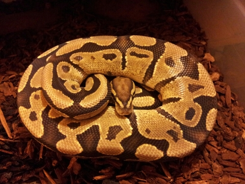 @Hardyspythons