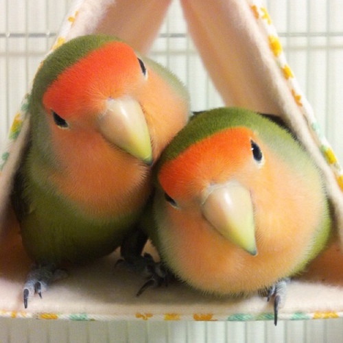 2014年「インコのいる暮らし」にベビーが加わりました。2015年に宝島社よりインコの写真集『小さなともだち』を出版。リプライ、フォロバ、フォロー解除は、気まぐれ。DMは使用していません。URLのインスタグラムでインコの写真を公開しています。