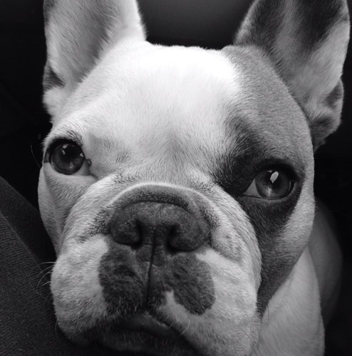 frenchieOtis's profile picture. 