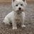 Malcolm the Westie