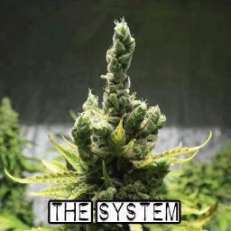 Former Domestic POW of the WAR on PLANTS. Medical Marijuana Patient/Enthusiast that Loves Mastering Growing Techniques that give Huge Yields!