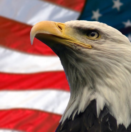 thereal_america's profile picture. This is 'Murica and if you dont like it you can go fuck yourself