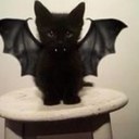 Kiwi (@5cats4me) Twitter