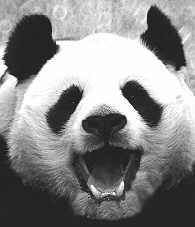 PandaMouth's profile picture. 