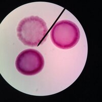 Mere Mortal (@placidlearnings) 's Twitter Profile Photo