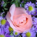 bonnema___d_YGd's profile picture. 