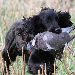 LongSwordDogs's profile picture. An Epicurean Refugee from Corporate Bullshit; Heretic, CDP, Connor's pot-wash, Breeder of English Working Cockers. Beating, Shooting And Fly-fishing'aholic!