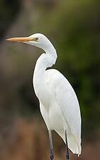 Bird watcher, mainly in the South Eastern suburbs of Melbourne and the Bellarine Peninsula.