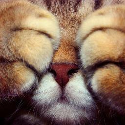 svetiksveta45's profile picture. 