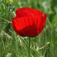 cemil sezer (@cemilsezer54) 's Twitter Profile