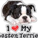 Ellen Gordon Yager - @BostonDogLover - Twitter