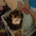 dylan blackwell - @dylanblackwell6 - Twitter