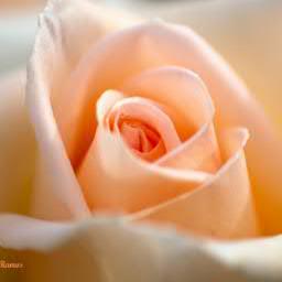 DelicateSonata's profile picture. -