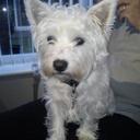 Dawn Halstead - @dawnsunny0809 - Twitter