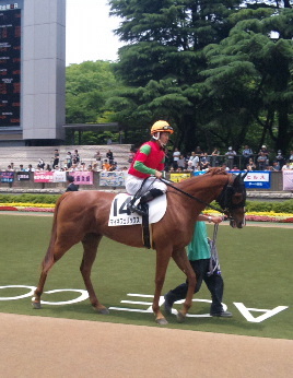 広尾とバヌーシーで一口馬主やってます。代表出資馬はキングエルメス、グランベルナデット、パラスアテナ。命名馬ベランジェール。乗る方は休止状態。