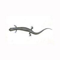 the salamander horde(@salamanderhorde) 's Twitter Profile Photo