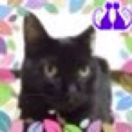 ketitaeinyam's profile picture. 12にゃんずと犬とうさぎとメダカ。♪好き→韓国歴史ドラマ、劇団四季、MichaelJackson、猫マンガ、猫Goods♡加藤ミリヤ、AK-69♡黒猫もふ団団員、猫合体党党員。来世は猫に生まれ変わりたいと願っている。