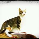 abu ayoub - @ABU4T - Twitter