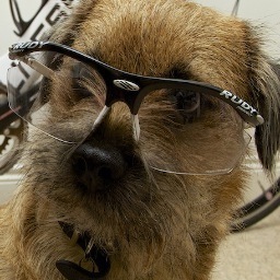 Border Terrier, Park Ranger, Kibble Chomper, Heart Breaker, Bone Lover, Kong King and Ball Boy