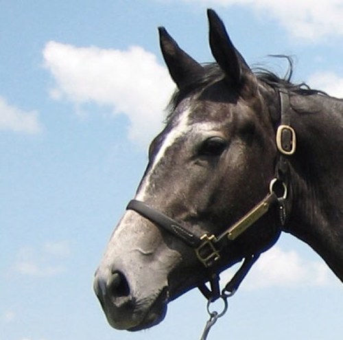 I live near u in a stable