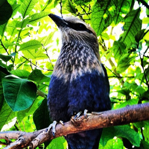 God. King. Bird.