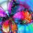 SDVMA's profile image