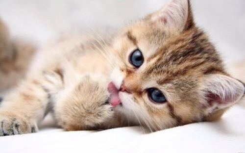 Follow this account for crazy & funny animals! • WE LOVE ANIMALS • Enjoy3 • Follow is free • Dutchies ! ••