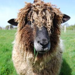 grumpysheep74's profile picture. 
