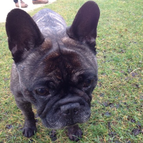 FredtheFrenchie's profile picture. 