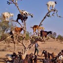 Jeff wind - @gccgoat - Twitter