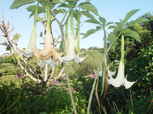 We are interested in using native plants in landscaping
