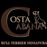 Criadero de Bull terrier miniatura en Granada (España). Auténticos bullterrier miniatura línea tipo bull.