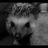 Antoal83's profile image