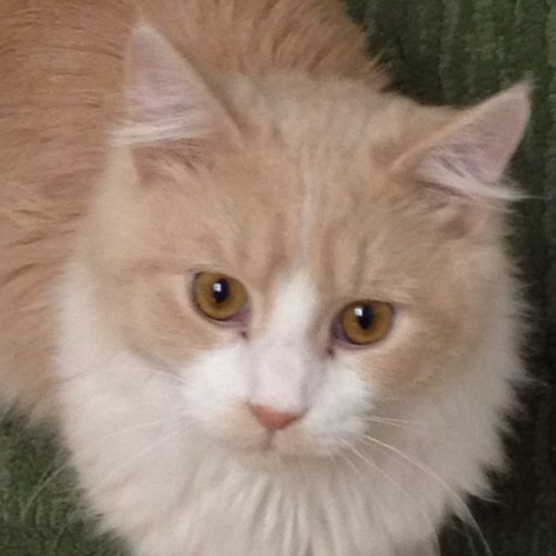 CedricSir's profile picture. One cool kitty!