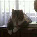 Cindy Wright - @cindywright1221 - Twitter