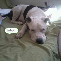 Je rchrch mn ch1 decription blc avK  tach noir tatoué a loreil la rac dog argent1 croisé staf il é agé de 15 an inofencif prdu dan o alentour 2 vilneuv l bezié