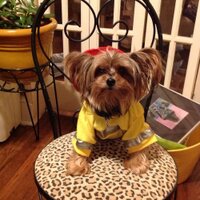 Pet-Vet (@dcpetvet) 's Twitter Profile