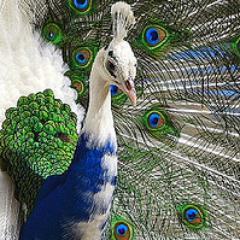 emorowati's profile picture. Marketing, research, and and writing. Independent Contractor. Mom to @tikkers and @yaelmorowati.