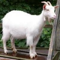 ' The Goat '(@GoatsUK) 's Twitter Profileg