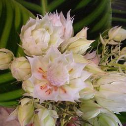 AnythingGrows_'s profile picture. Boutique Garden Nursery, Floristry, Homewares, Gourmet Cafe and Landscaping in the heart of Orange NSW